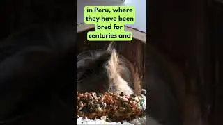 😮 Peruvian guinea pig No.1 #shorts