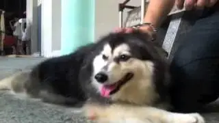 photogenic dog.m4v