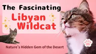 The Fascinating Libyan Wildcat　　　-Nature&rsquo;s Hidden Gem of the Desert