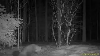 Wolverine and fox looking for food