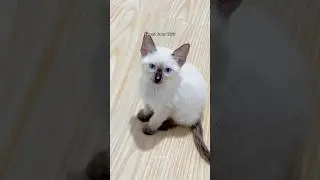 watch my siamese kitten grow up 🥹 #cat #viral #cute