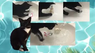 DJ the cat likes to play in water 🐱💦