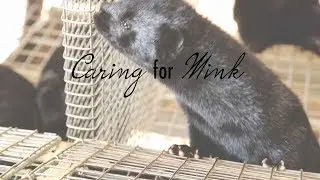 Caring for Mink