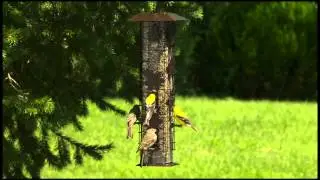 Perky-Pet&reg; Squirrel-Be-Gone&reg; Wild Bird Feeder