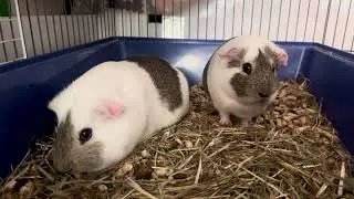 Guinea pigs eating blood orange ￼