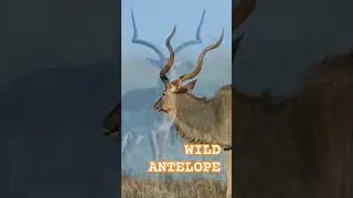 Antelopes in WILD.   #animals #antelope #wildlife