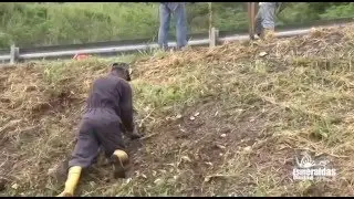 Siembra guayacan