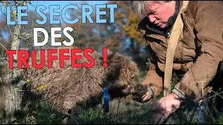 Comment cultiver des truffes et se régaler avec ?