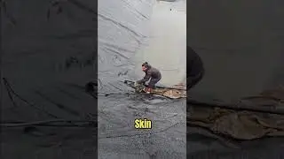 У этой лисы не было выхода #шорты