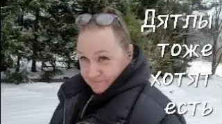 День сурка, дятла и котов. И работа. Норвегия жизнь 