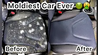 How To Clean Mould / Fungus From Car Interior | Mould Removal From Car