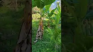 COIMBATORE 52KMS | LOW BUDGET FARM LAND | V1 Realtys +919843701234