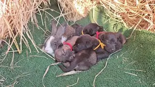 How Many Rabbits Can Eat at Once? 🐰