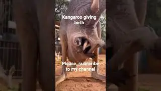 kangaroo giving birth. #shortsfeed #kangaroo