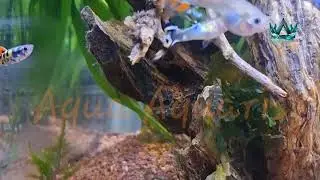 WATCH:Python Guppy1333:Blue Yellow Python and Orange Python#aquarium #fish #videoshort #viral#cute 