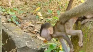 MOTHER ANITA DRAG BABY MONKEY UP AND WEANING MILK BABY | WUHAN MONKEY