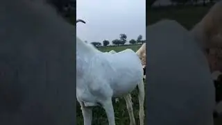 bakra gulabi cross Breede full Active hai Eid ky liya bakra