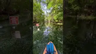 Exploring a spring run. Subscribe for more #florida #springs #exploring #nature #paddleboard #fun