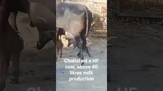 Top crossbred cow, cholistani x HF!