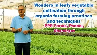 Wonders in leafy vegetable cultivation through organic farming practices and techniques||Yes Tv