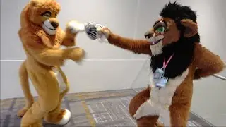 Anthro Northwest 6 (2024) - Mufasa & Scar The Lion King Fursuit Cosplay от Kitwana & Kijani Lion