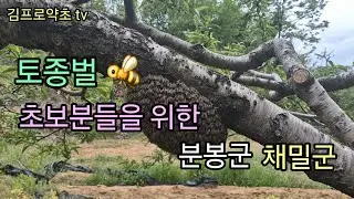 토종벌 분봉군 채밀군 저는 이렇게 합니다 👈