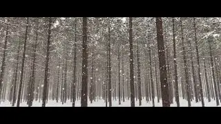 Gentle Snowfall in a Quiet Winter Forest (1 Hour) &ndash; Soft Snow Sounds | No Music