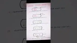 REPLICATION OF BACTERIOPHAGE (LYTIC CYCLE)