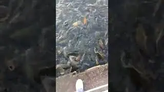Sister Feeding school of fish in Taudaha Lake at Kathmandu..🐠🐋🐟👀