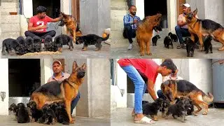 1 GSD Female Dog 9 Cutest german Shepherd Puppy Available @HSN Entertainment