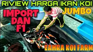 REVIEW HARGA IKAN KOI IMPORT & F1 JUMBO