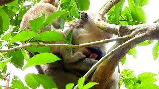 Monkey Blackie keeps newborn baby nicely no let BB see the world