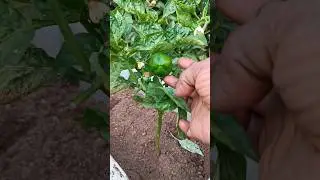 Goat poop என்ன!! ஆட்டு புழுக்கை உபயோகிக்க கூடாதா#shorts #trending #viral #garden #gardening  #food