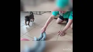 Dealer Czech Spirit, 7 weeks old, play with a toy