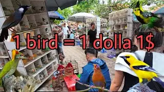 Surprised by the famous bird market in Vietnam / many beautiful and rare birds from only $1
