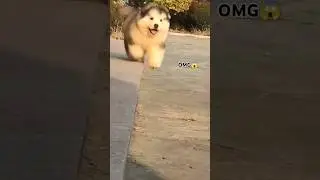 OMG😱#dog#shortvideo #viral fantastic #funny #dog .viral video 🐕😱