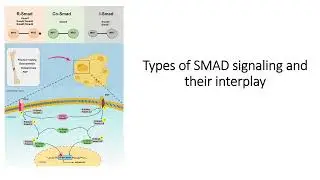 SMAD signaling pathways and its interplay #Code: 945
