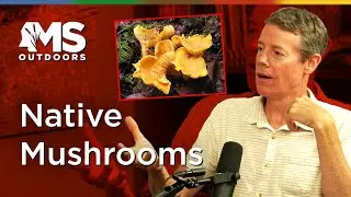 Native Mushrooms with Ole Miss Professor Dr. Jason Hoeksema | MS Outdoors Podcast