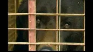 Romanian Bears - Romania