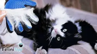 Gentle Cat Grooming Gloves | Easy Cat Hair Collecting