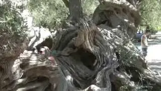 Exo Chora - najstarsze drzewo oliwne, Zakynthos, Grecja
