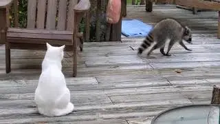 Cat vs Raccoon Standoff