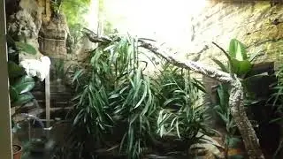 Sailfins enclosure custom lighting