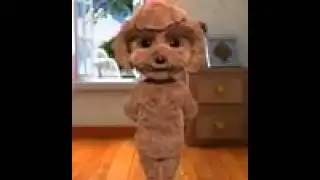 Il cane simpatico