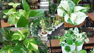 11 tanaman sirih dan klasifikasinya | photos | philodendron | scindapsus | cissus