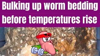 Bulking up worm bedding before temperatures rise ￼