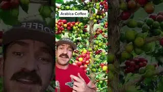 Arabica coffee explained #coffee #explained