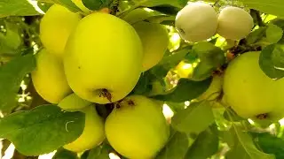 Do you know how to make slimming potion from wasted apples?