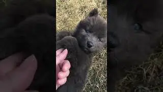 Rarest Solid Blue Wolf Dog Puppy