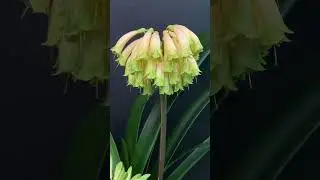 Rare Clivia Ngome Jade Blush &ndash; Incredible Green Hue & Bloom Count! 🌿